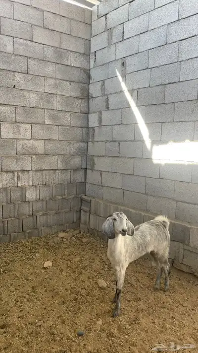 جفره ذبيحه index