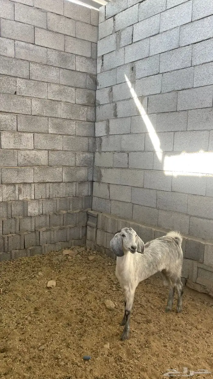 جفره ذبيحه 0