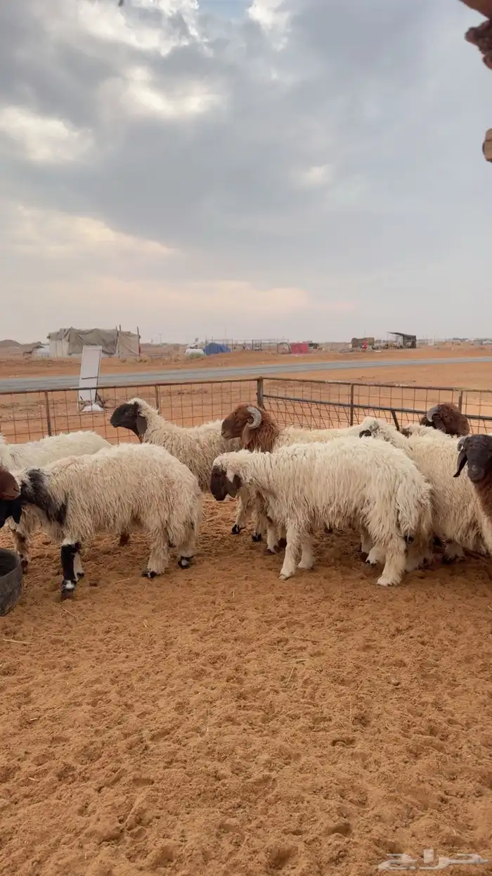 نعيم وحري العدد 12 جبر 4