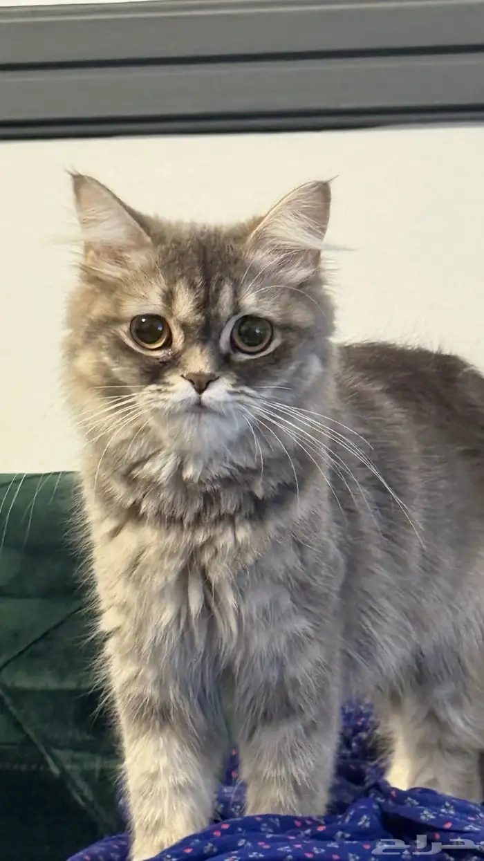 قط شيرازي مهجن همالايا 0