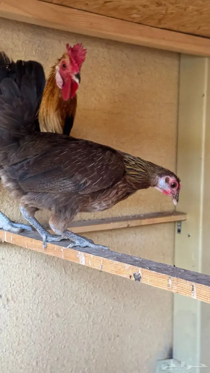 دجاج عربي ترثه اصيل فري 78