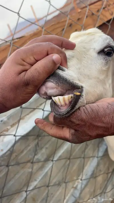 عنزين بيشيه تحتها 4 index