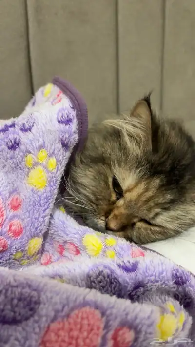 قطه شيرازي index