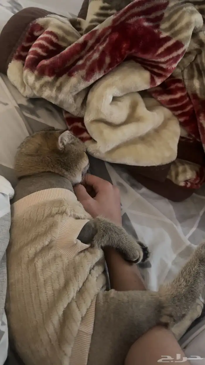 قط سكوتش ذكر 3