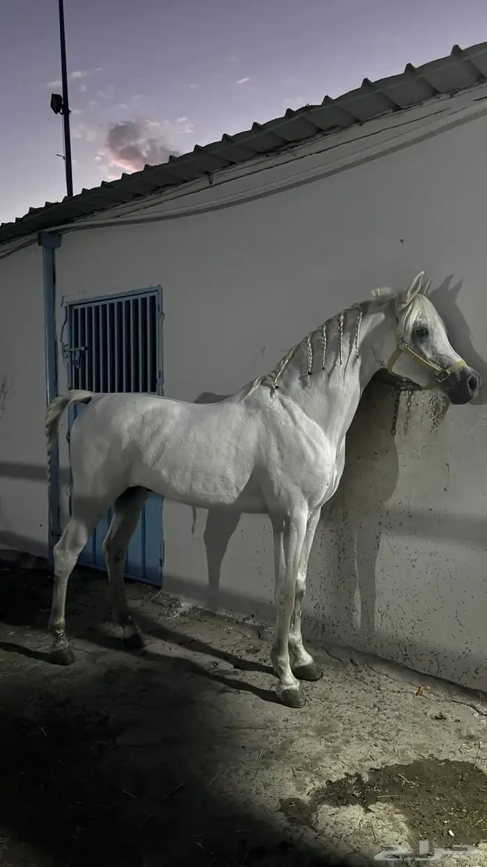 حصان مصري بيور 5