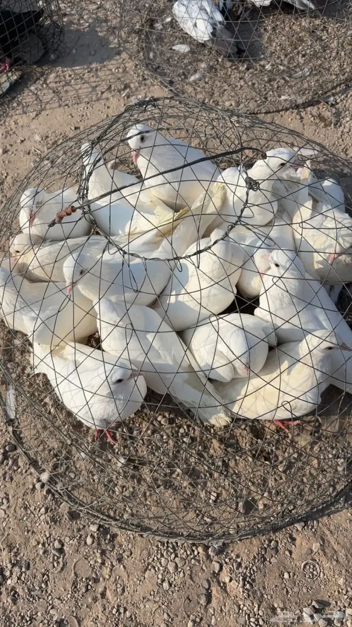 حمام لواحم فرنسي 1