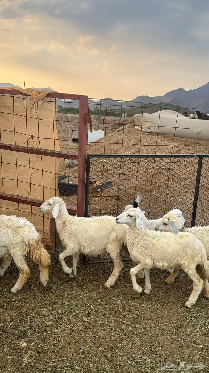 للبيع بهم حريات 9 روس ترييه من 720ريال 10