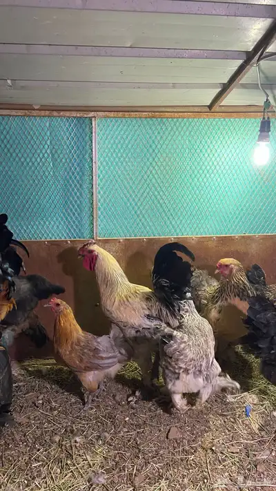 دجاج براهم حضان شرط معه 16 دجاجه و4 ديوك index