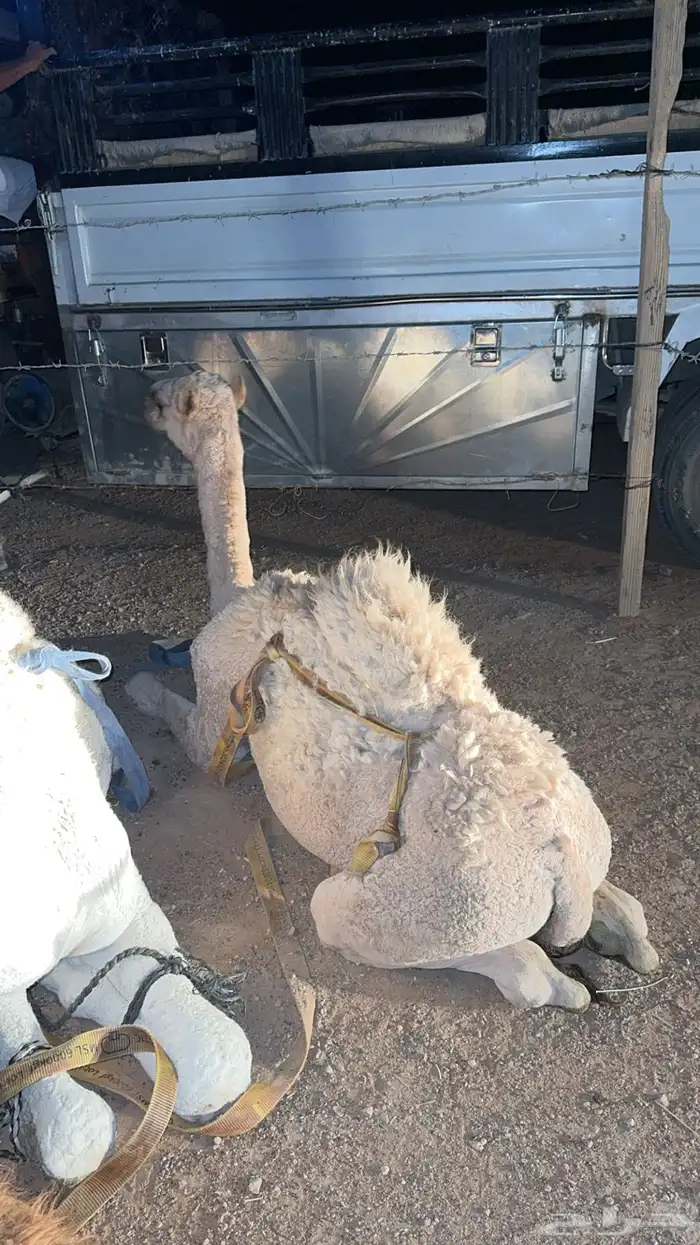 قعدان للبيع جمله او تفريد 3