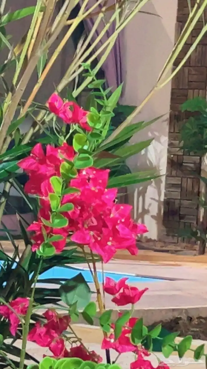 شاليه استراحه للايجار 54