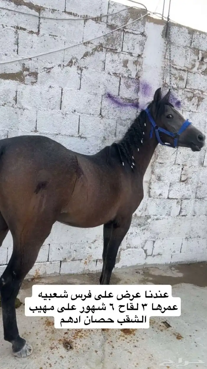 فرس لقاح شعبيه 2