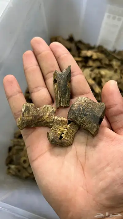 عود كينام بسعر الجملة index