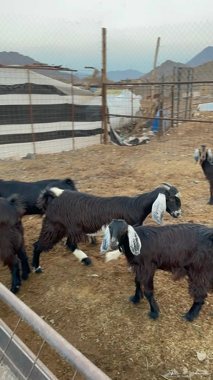 جفار (تم البيع ) 9