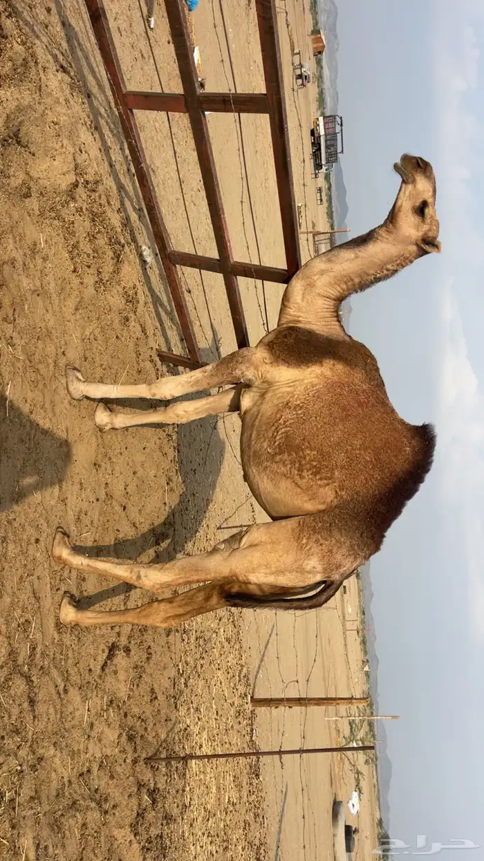 بكره حمرا مزايين 3