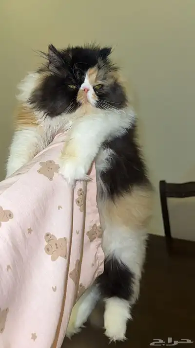 بيكي فيس فان index