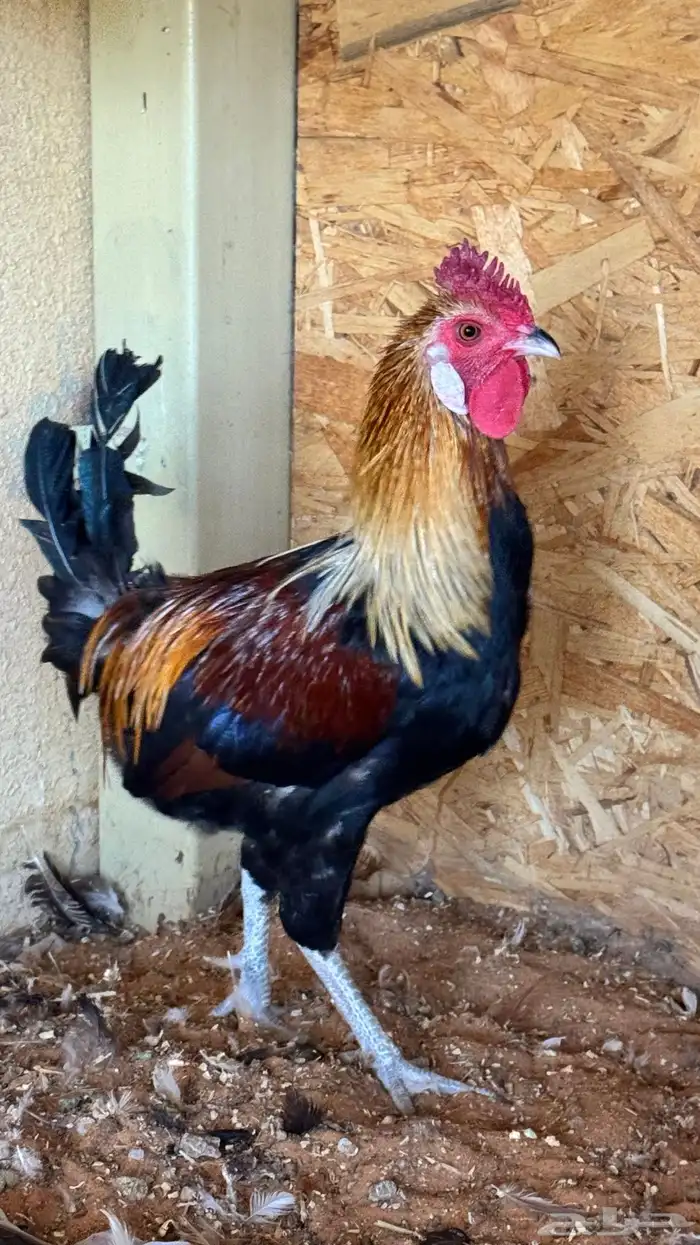 دجاج عربي ترثه اصيل فري 83