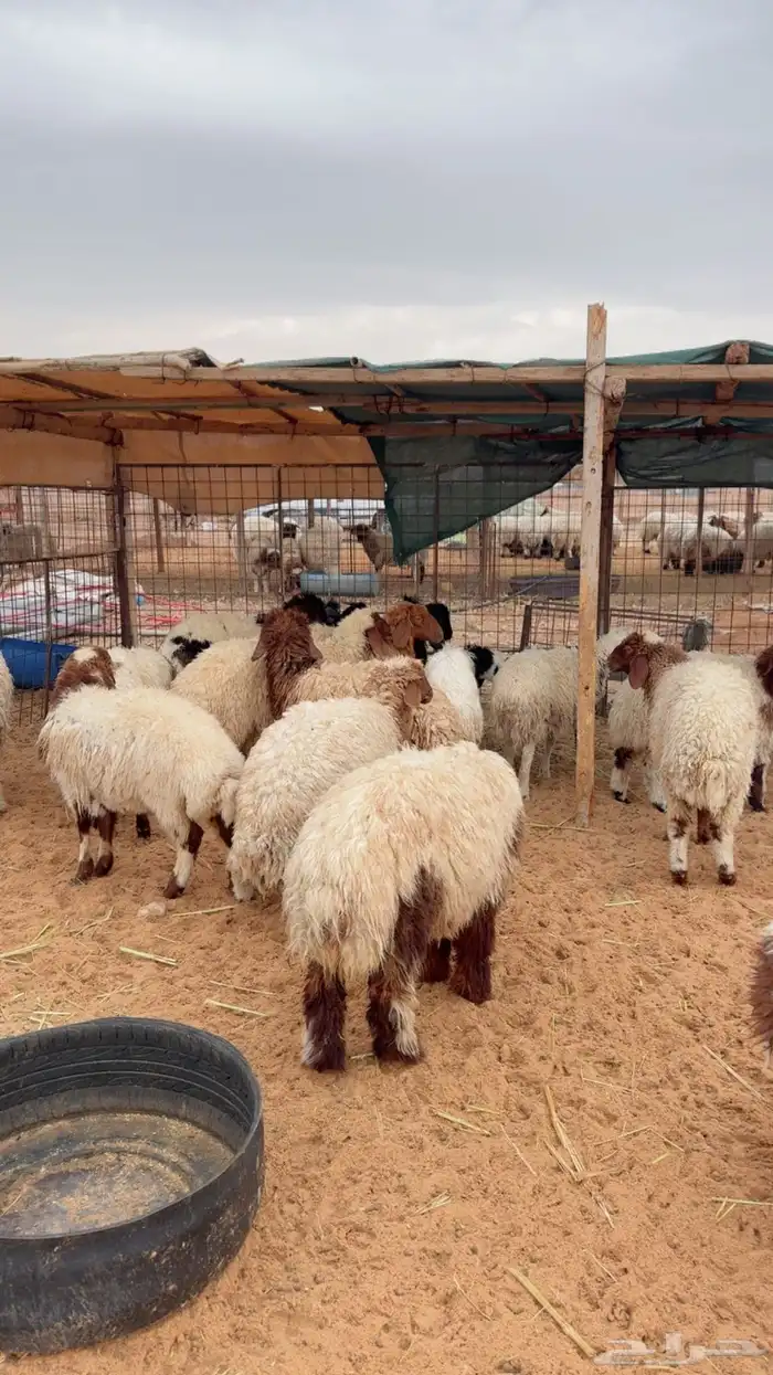 رخال العدد 15( بريدة) 2