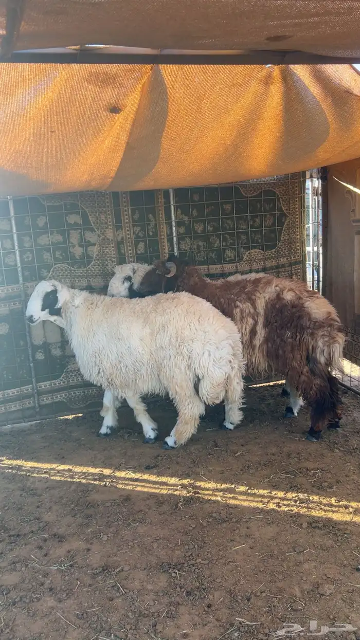 3 خرفان طيبات 1