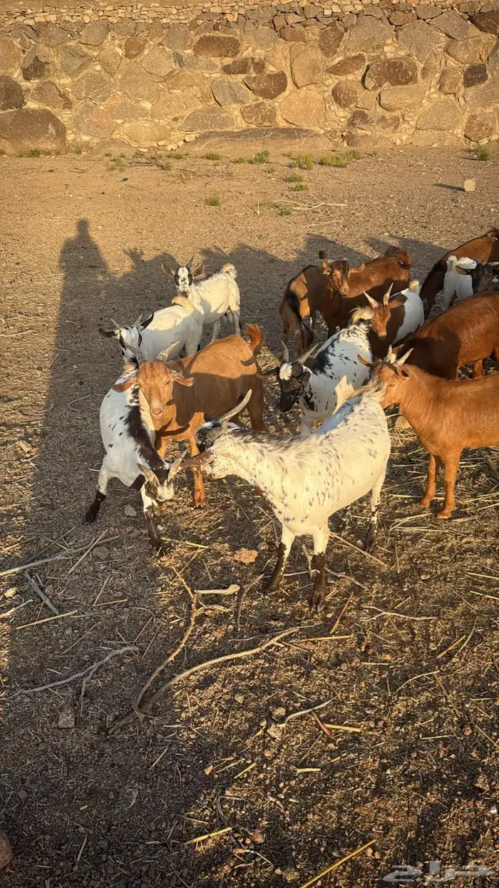 تيوس بلدي ساس وتربية فل شحم 0