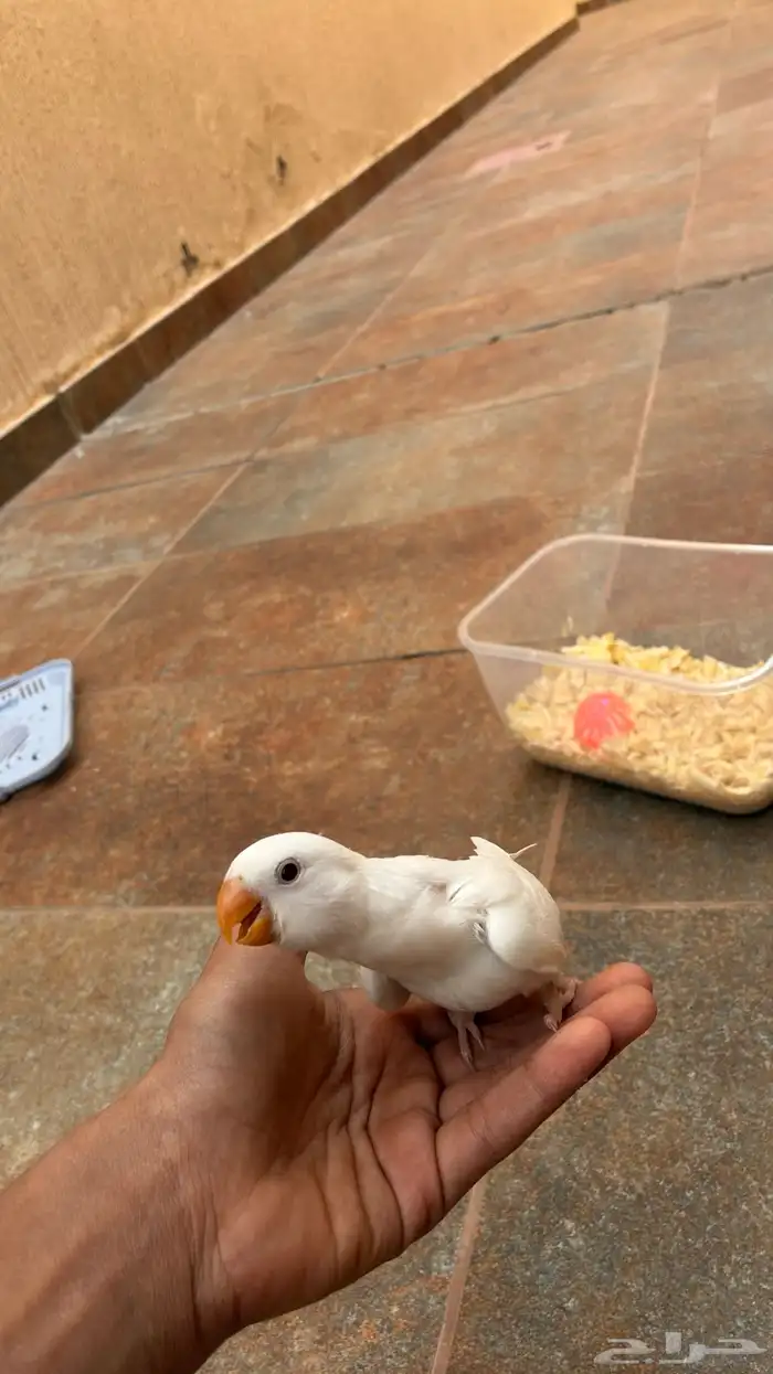 يا جماعة الخير انا عندي طير مفقود في حي الياسمين 0