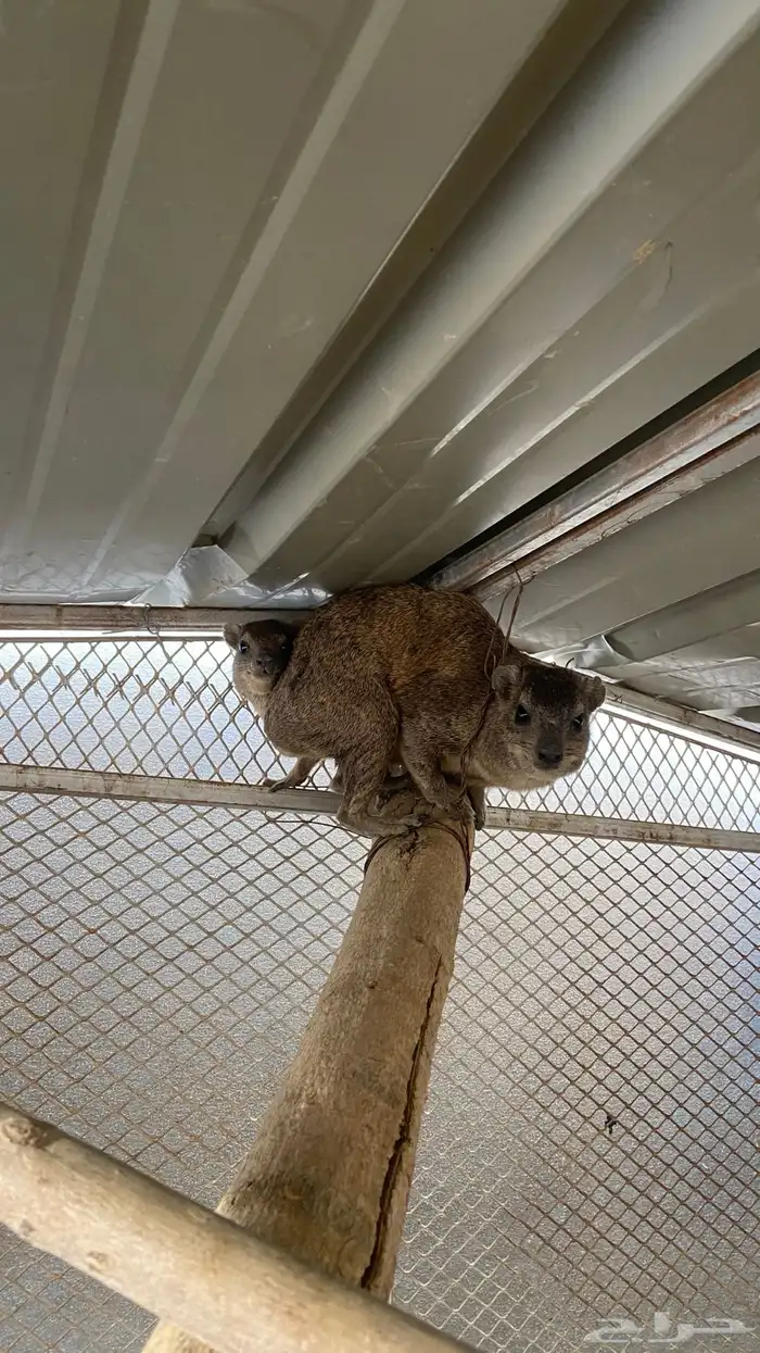 وبر ان بر يه 4