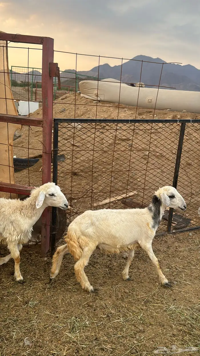 للبيع بهم حريات 9 روس ترييه من 720ريال 21