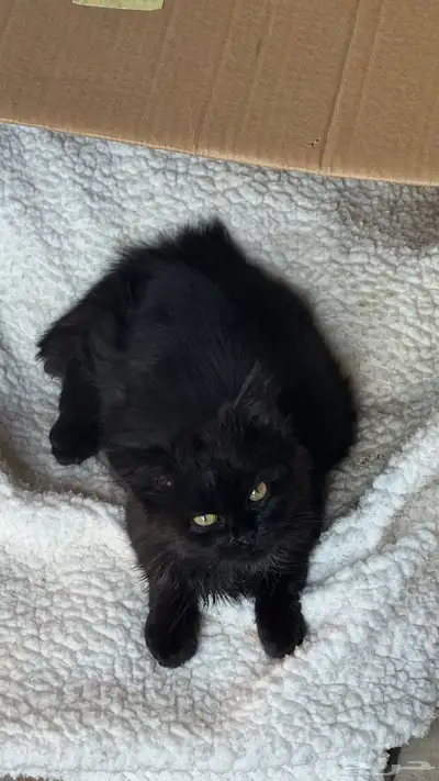 قطوه للتبني index