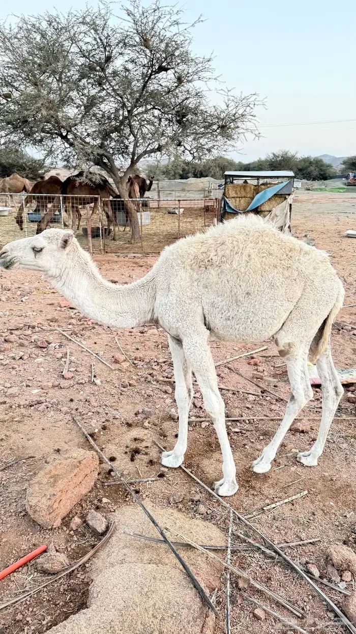 قعدان للبيع 0