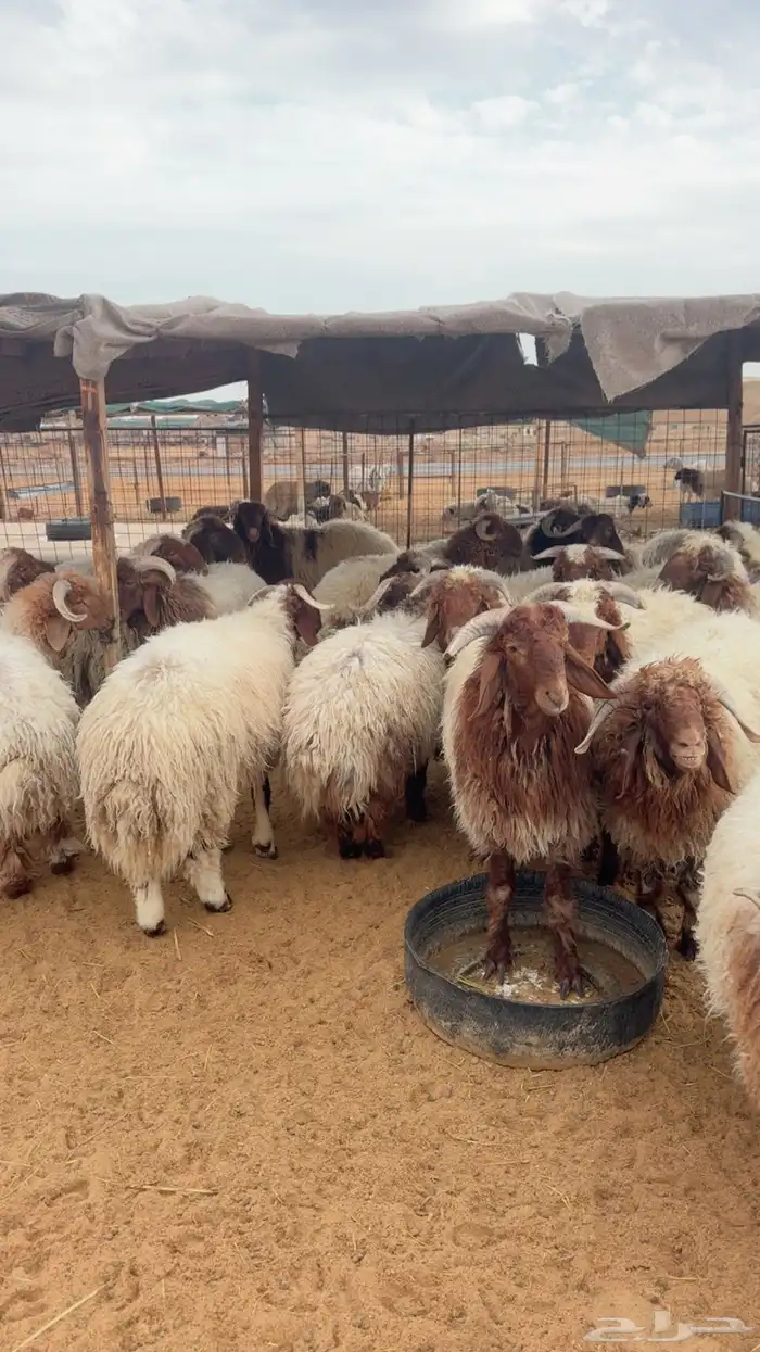 خرفان نعيم بلدي جبر وفاخر العدد 24 ( بريدة) 4