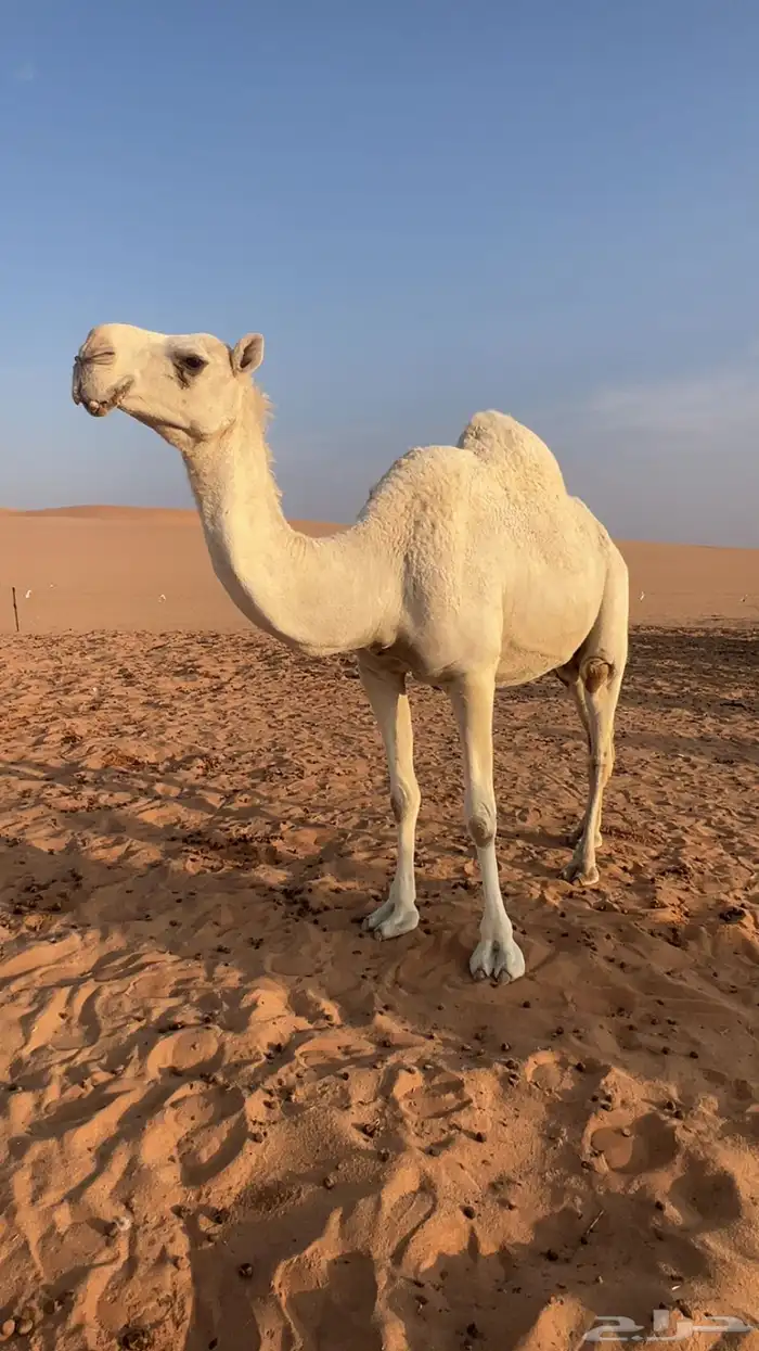 لقحه طيبه ولقحه على بعير طيب ومنتج 0