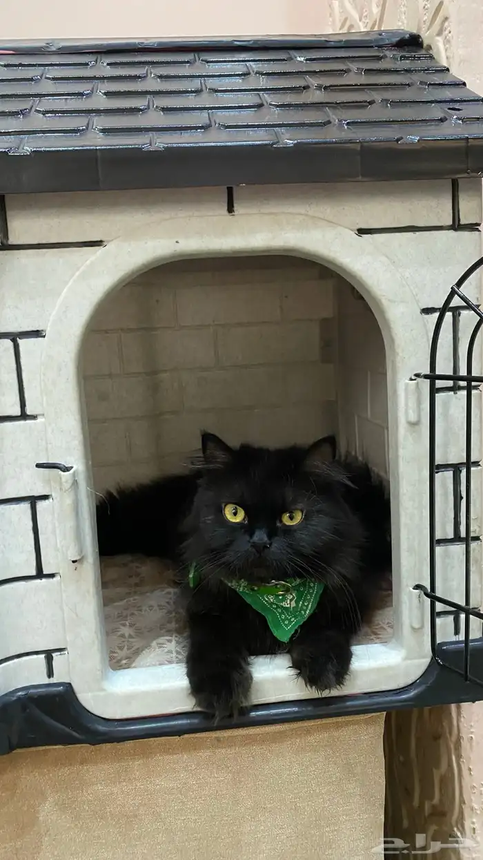 انثى لتزواج 2