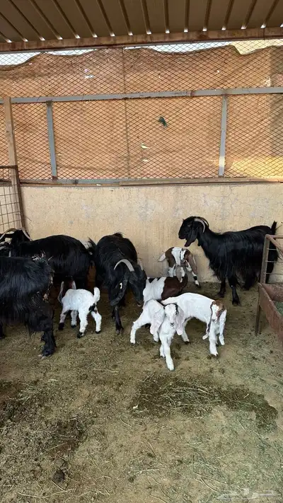 معزاء مواليد 4 تحتها 7 index