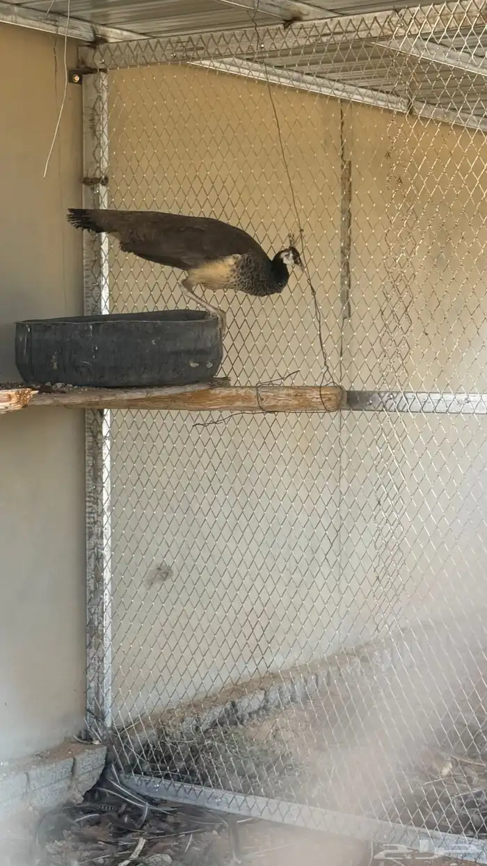 انثى الطاؤس للبيع 2