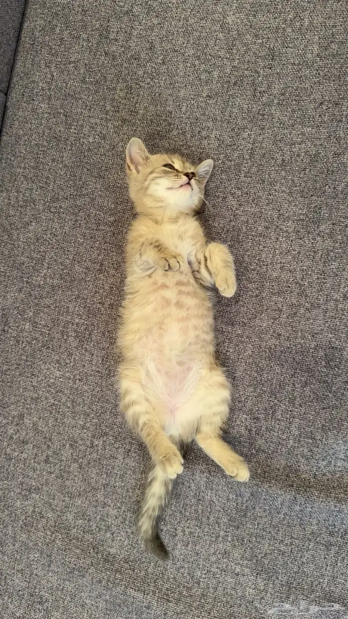 قطه انثى عمرها شهرين و10 ايام ولعوبه مرا تحب تلعب 0