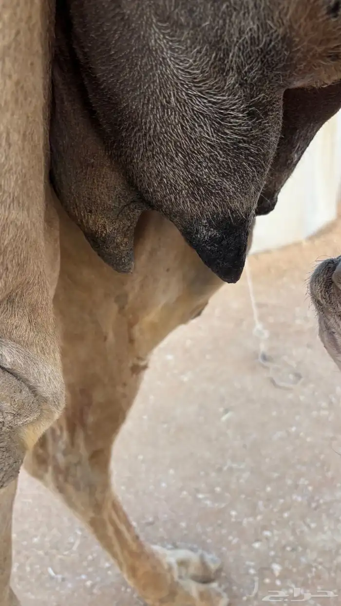 خلفه للبيع 2