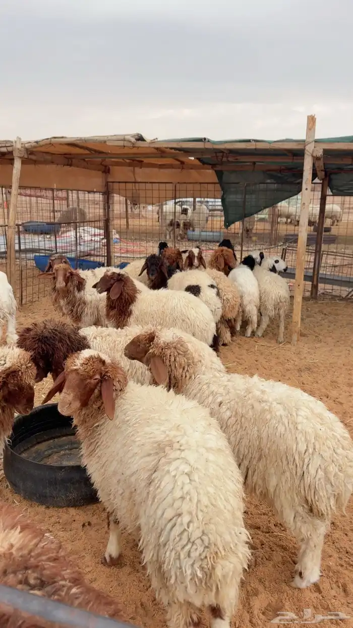 رخال العدد 15( بريدة) 4