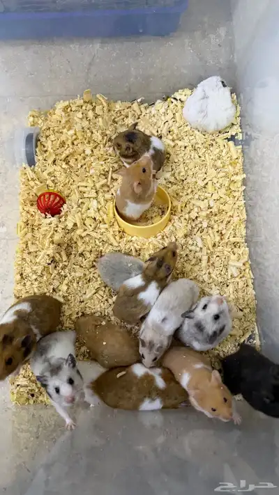 هامستر سوري منتجات index