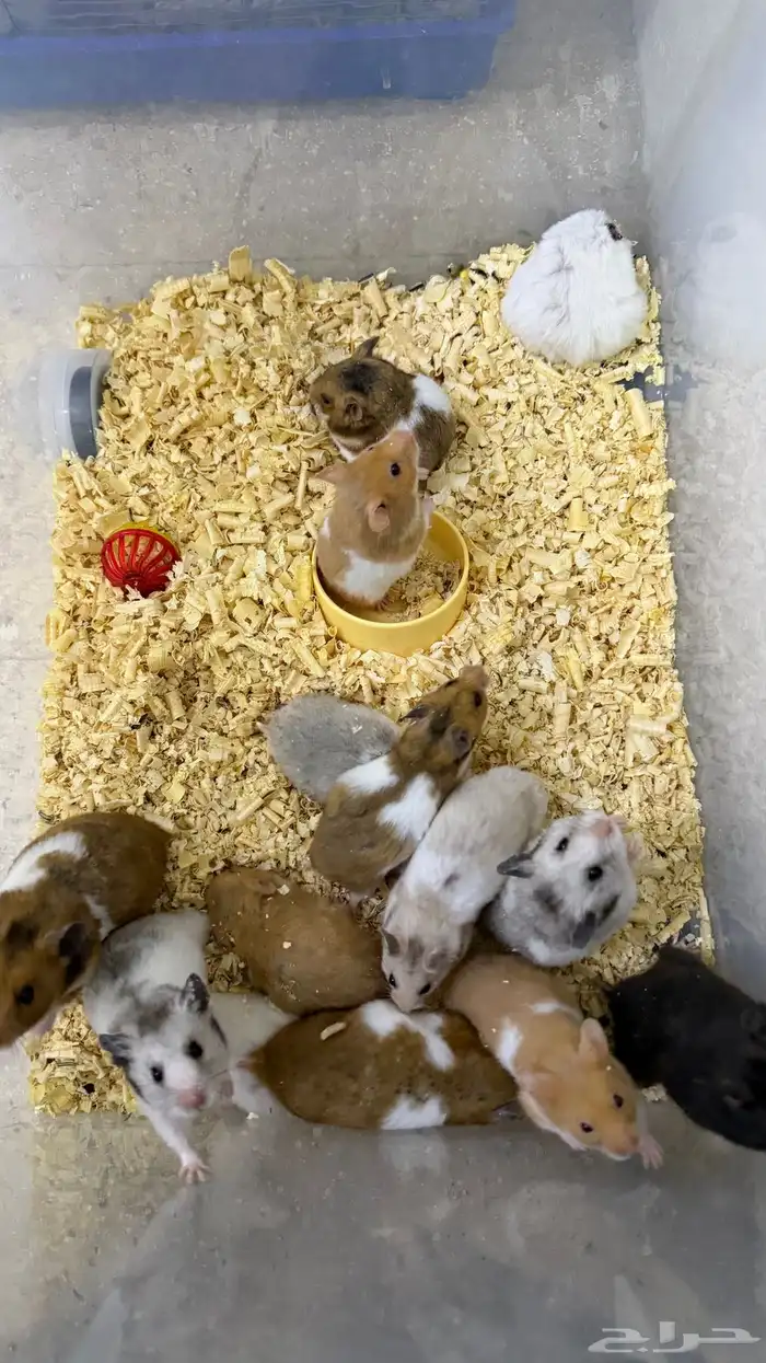 هامستر سوري منتجات 3