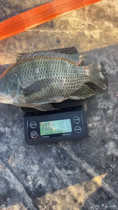 سمك بلطي index