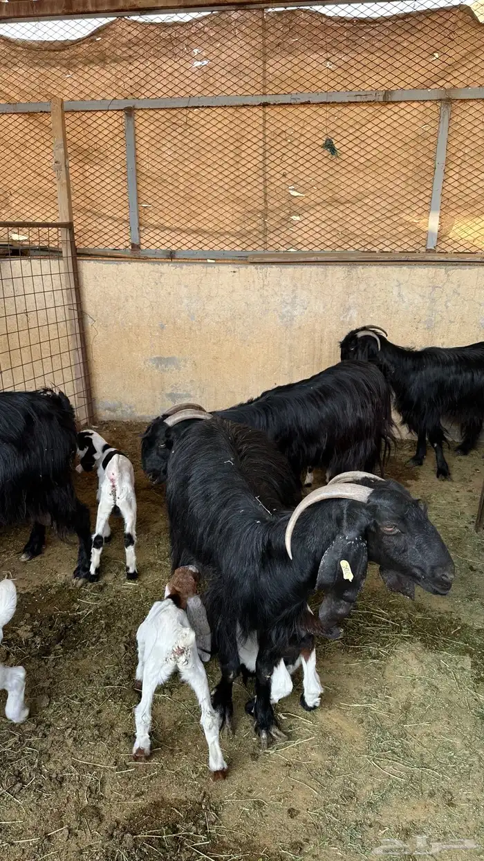 معزاء مواليد 4 تحتها 7 0