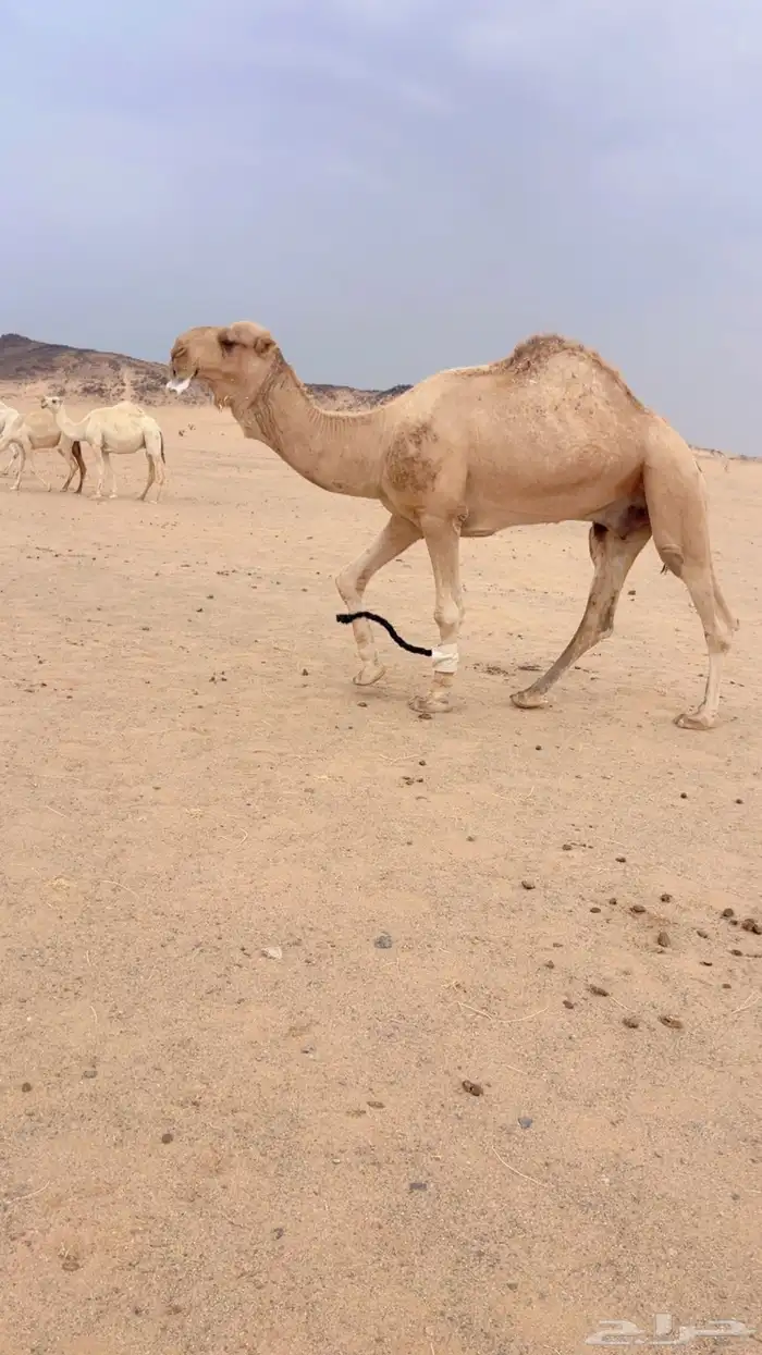 بعير أشقح للبيع 6