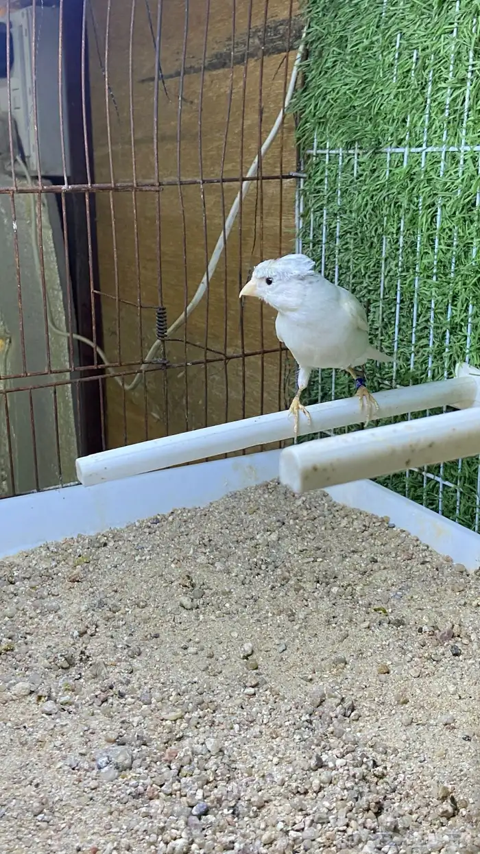 ذكر كناري تغريد 1