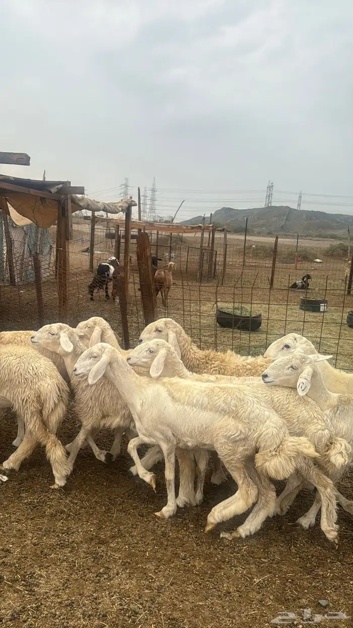 للبيع رخال صنف 9 روس بي فحلها حرش مضاريع 6