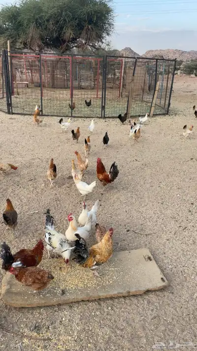 دجاج بري بياض index