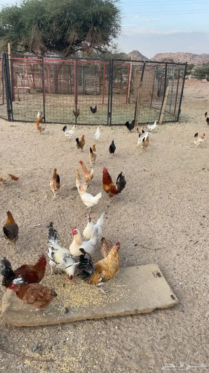 دجاج بري بياض 3