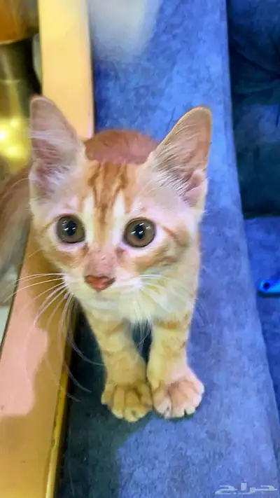 قط للتبني 0