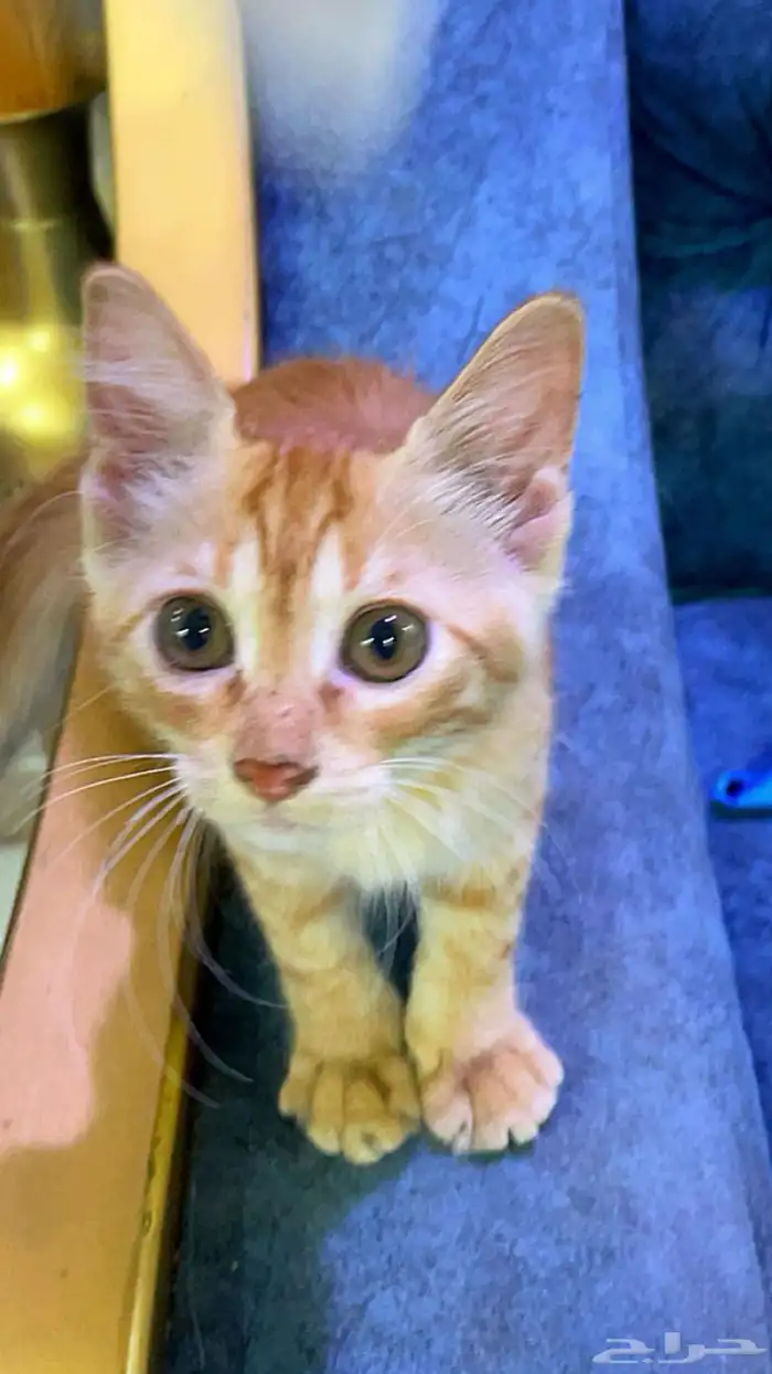 قط للتبني 0