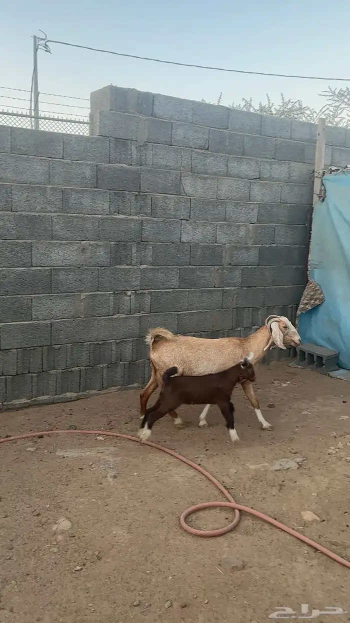 معزا متابيع 3