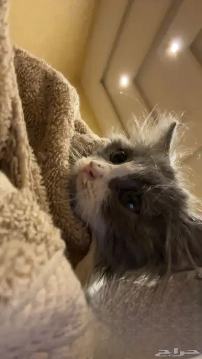 قط منقذ للتبني index