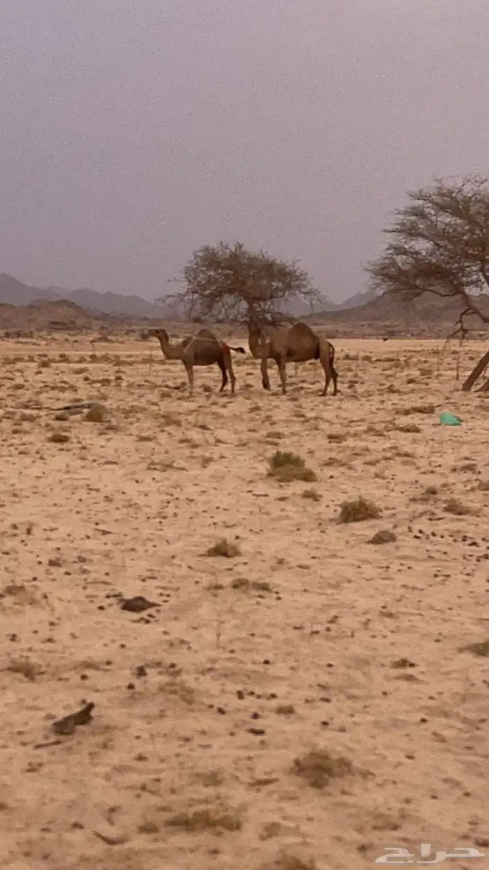 فحل مشروط من جميع العذاريب 3